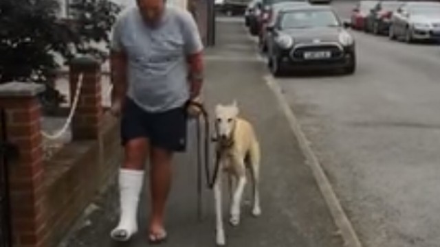 Cãozinho imita dono com pé engessado.